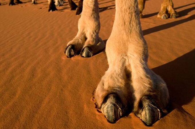 Camel Toes