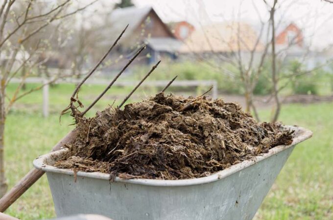 Basket of manure