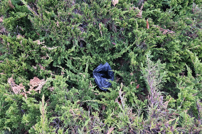 Dog poop in bush